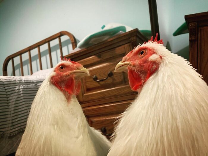 Boo Was Rescued From A Meat Factory 5 Years Ago, And His Life Shines In New Colors Ever Since