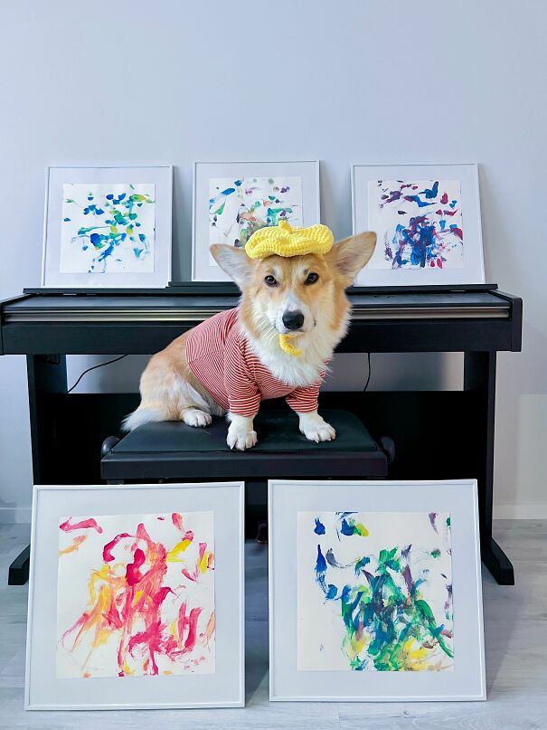 Meet Kobis - A Corgi That Knows Over 60 Tricks Including Riding A Skateboard, Painting, Playing Basketball And More