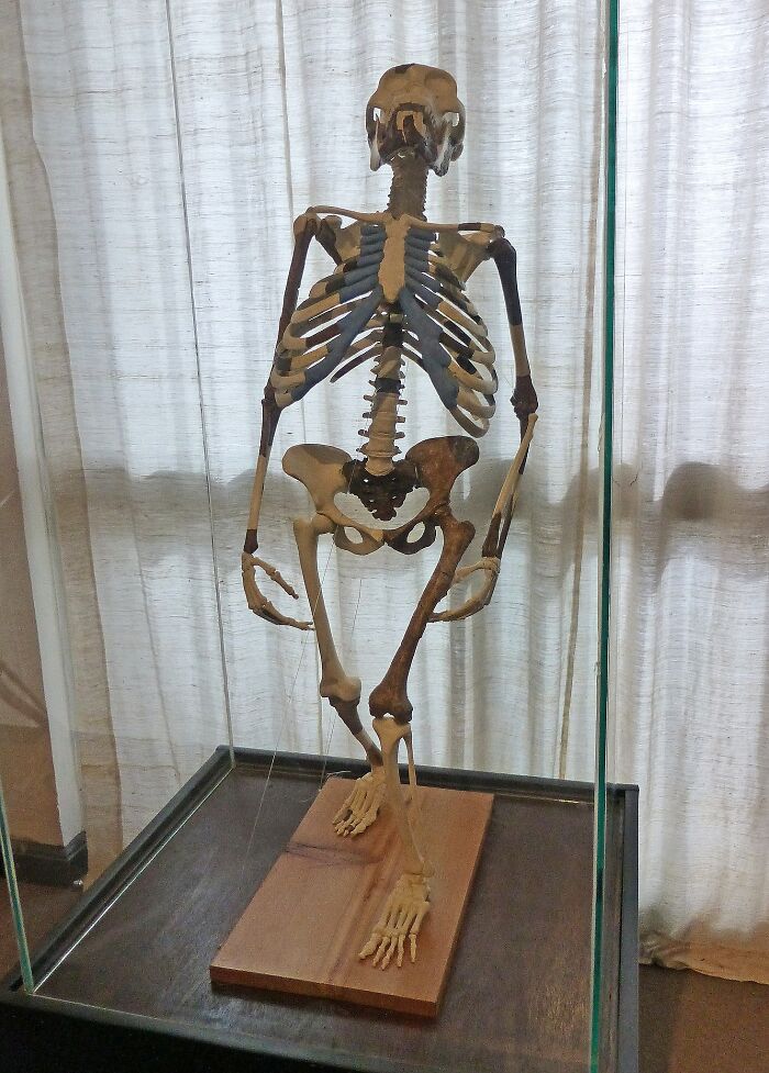 Lucy, Addis Ababa (Lived 3.2 Million Years Ago)