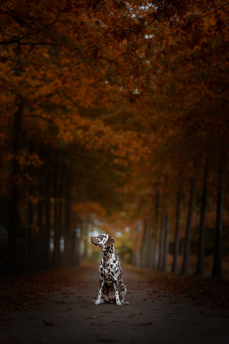 My Favorite Photo's I Have Taken Of Dogs In 2022