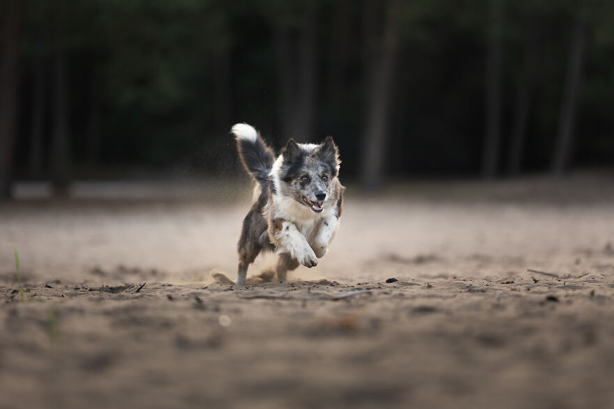 My Favorite Photo's I Have Taken Of Dogs In 2022