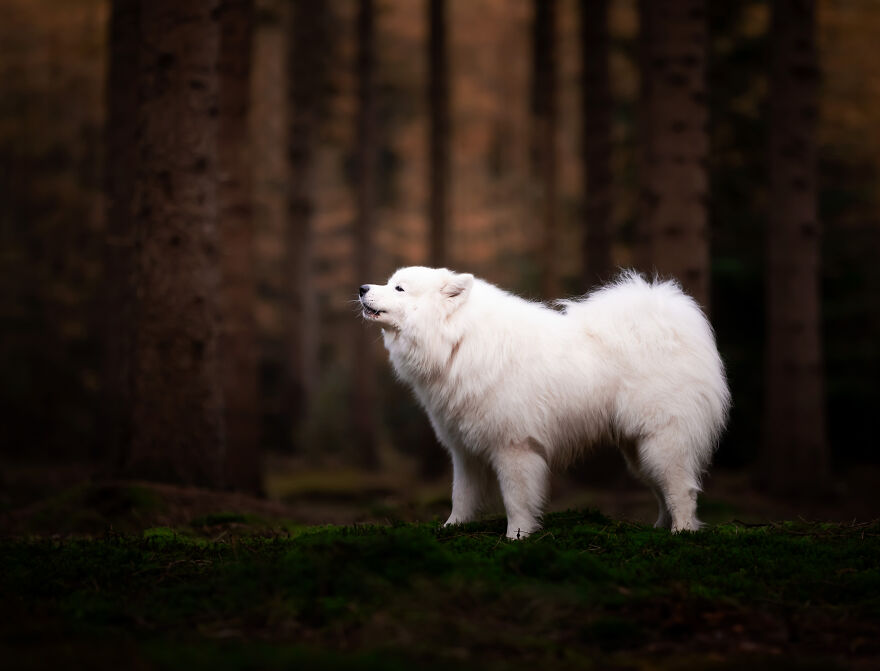 My Favorite Photo's I Have Taken Of Dogs In 2022