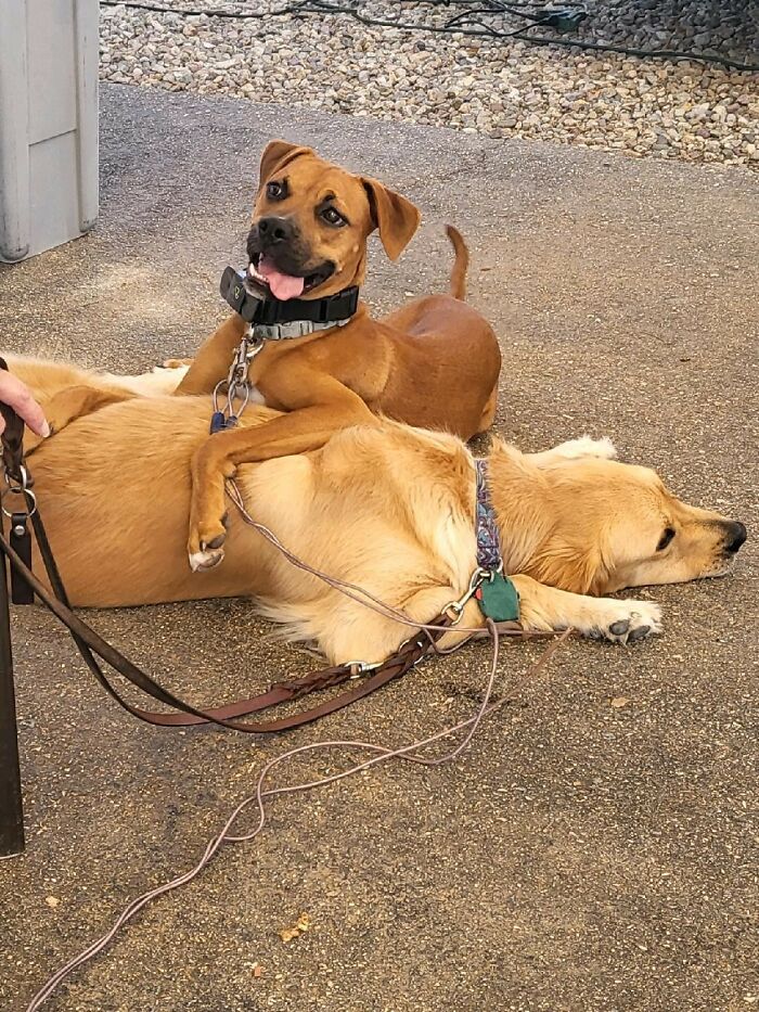 My Dog, Maya (Top), Absolutely Adores My Cousin's Dog, Fate (Bottom)