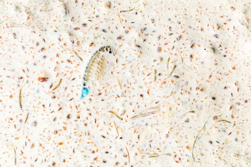 Category Other Animals: Winner, 'An Adaptation For Death' By Bernhard Schubert