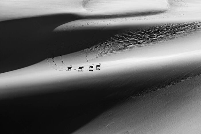 Four deer walking across sand dunes casting shadows in a black and white nature photographer of the year winning image.