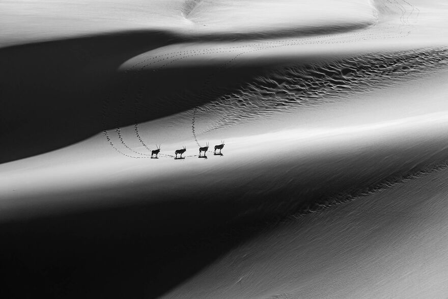 Category Black & White: Runner-Up, 'Gemsbok In Light – The Descent' By Craig Elson