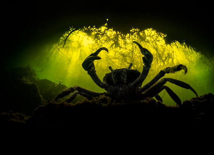 Close-up of a crab underwater with glowing green light, featured in 2022 Nature Photographer of the Year winning pictures.
