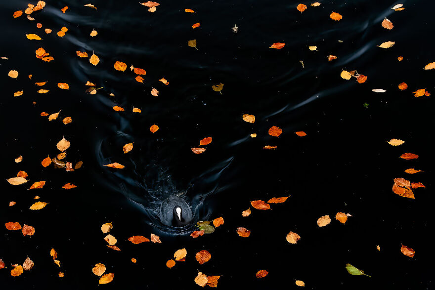 Category Animals Of 'De Lage Landen': Winner, 'Coot' By Franka Slothouber