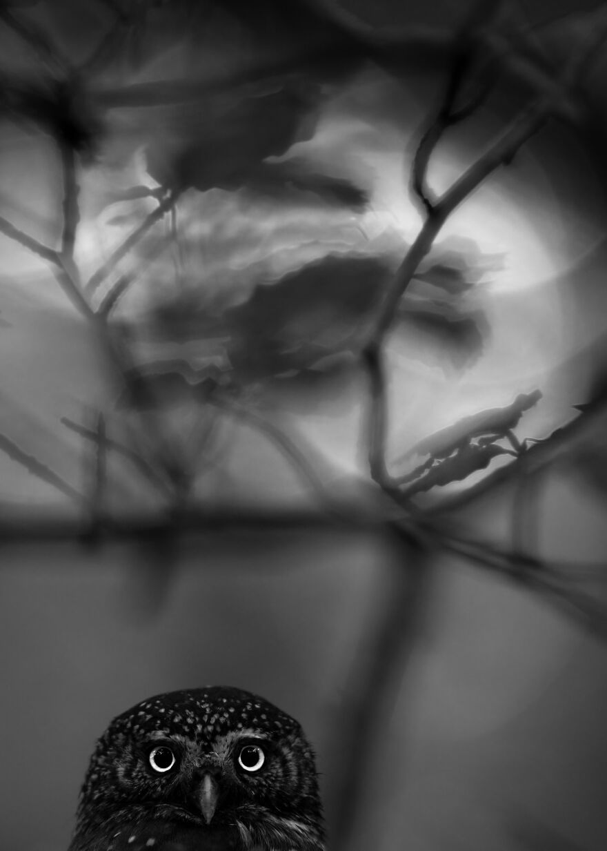 Category Youth: Runner-Up, 'Pygmy Owl' By Luca Lorenz