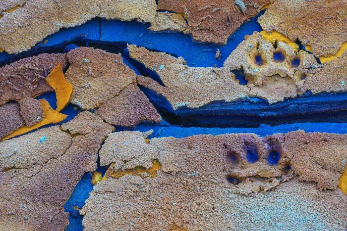 Close-up of animal paw prints in c*****d earth highlighting nature photography from the 2022 nature photographer of the year.