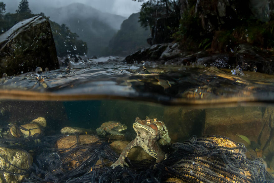 Category Underwater: Winner, 'The Rain I’ve Been Waiting For' By Kazushige Horiguchi