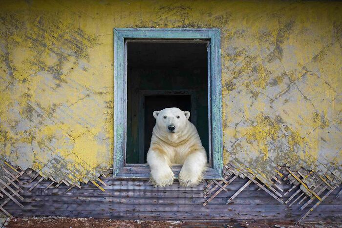 Polar bear resting at the window of an abandoned building in a striking nature photographer of the year winning image.