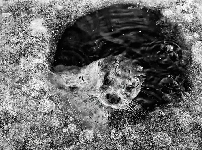 Otter peeking through an icy hole with bubbles, captured in a striking nature photographer of the year winning image.