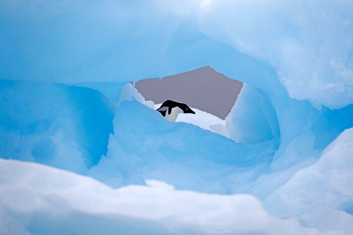 Penguin peeking through ice formations captured in a stunning nature photographer of the year winning picture.