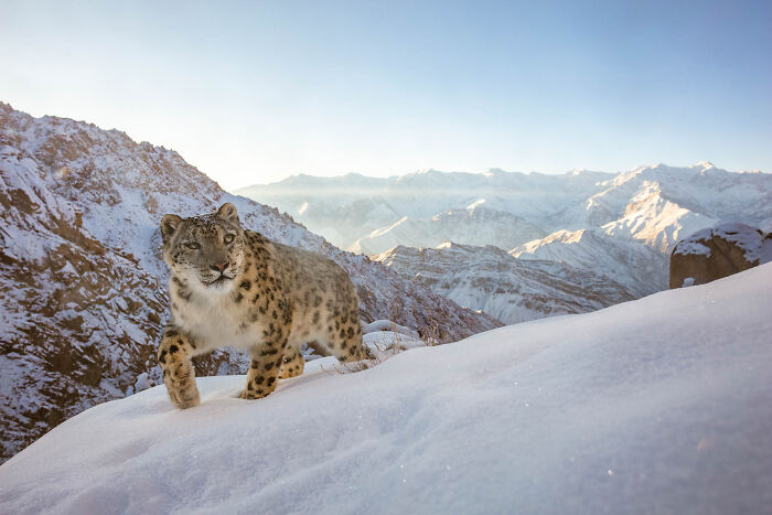 Snow leopard walking on a snowy mountain captured in a winning nature photographer of the year image.