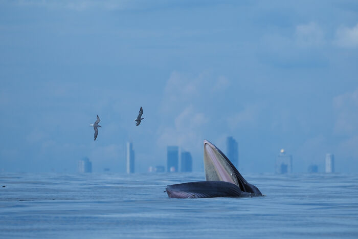 Whale surfacing with open mouth near flying birds against a city skyline in nature photographer winning picture.