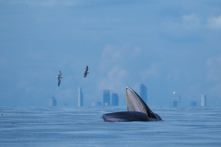 Category Youth: Highly Commended, 'My City Whale' By Jomtup Charoenlapnumchai