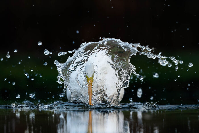 Close-up of a bird captured mid-splash in water, showcasing nature photographer of the year winning picture detail.