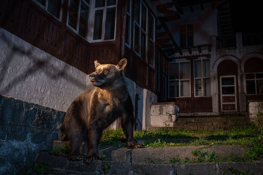 Category Fred Hazelhoff Portfolio Award: Winner, 'A Bear In The Backyard' By David Hup And Michiel Van Noppen