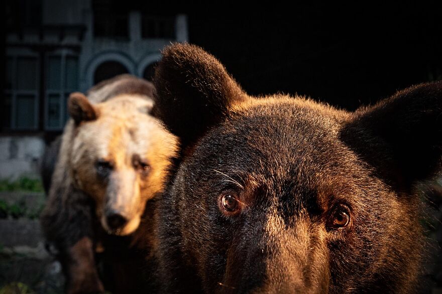 Category Fred Hazelhoff Portfolio Award: Winner, 'A Bear In The Backyard' By David Hup And Michiel Van Noppen