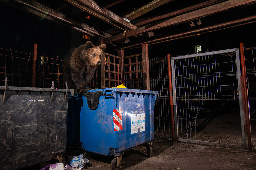Category Fred Hazelhoff Portfolio Award: Winner, 'A Bear In The Backyard' By David Hup And Michiel Van Noppen