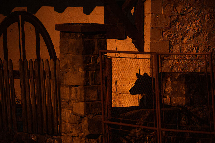 Category Fred Hazelhoff Portfolio Award: Winner, 'A Bear In The Backyard' By David Hup And Michiel Van Noppen