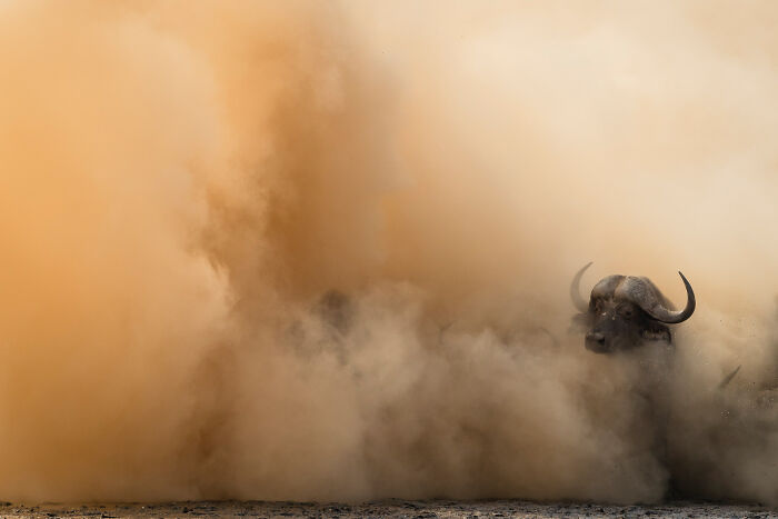 African buffalo emerging through a cloud of dust in a dramatic nature photographer of the year winning picture.