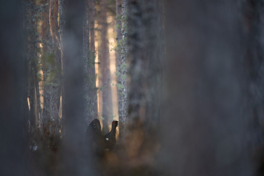 Category Birds: Highly Commended, 'In The Morning Light' By Aare Udras