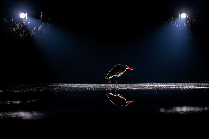 Heron standing in shallow water at night with reflection, featured in winning pictures of nature photographer of the year.