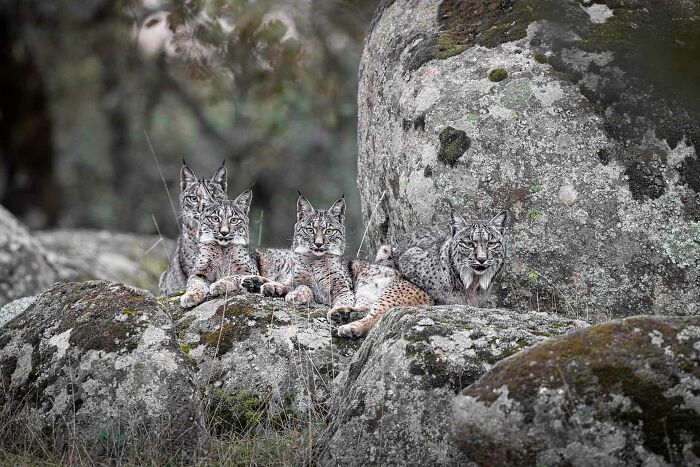 Wild bobcats resting on moss-covered rocks in a forest captured in a winning nature photographer of the year image.