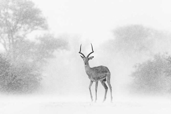 Antelope standing in a snowy landscape captured in a winning nature photographer of the year image.