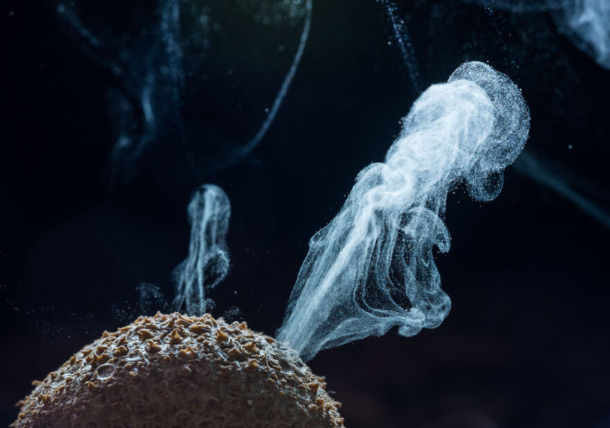 Category Plants And Fungi: Highly Commended, 'Eruption' By Imre Potyó