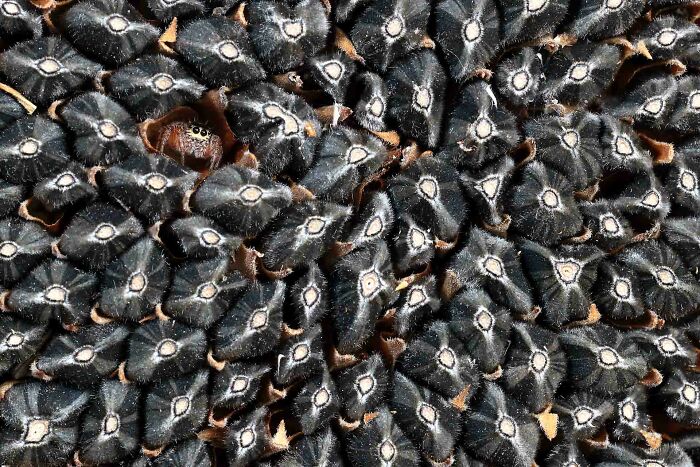 Close-up of a camouflaged spider hidden among densely packed black and white moths in nature photography competition.