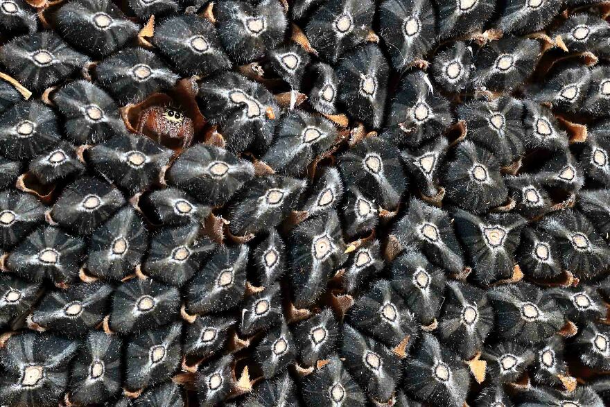 Category Other Animals: Highly Commended, 'Confinement In The Seventh Left' By David Jerez