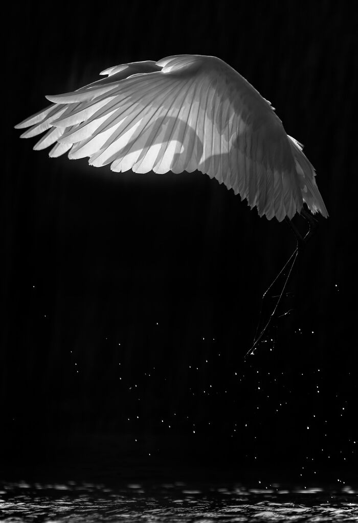 White bird with wings spread mid-flight, droplets sparkling below, featured in Nature Photographer of the Year winning pictures.