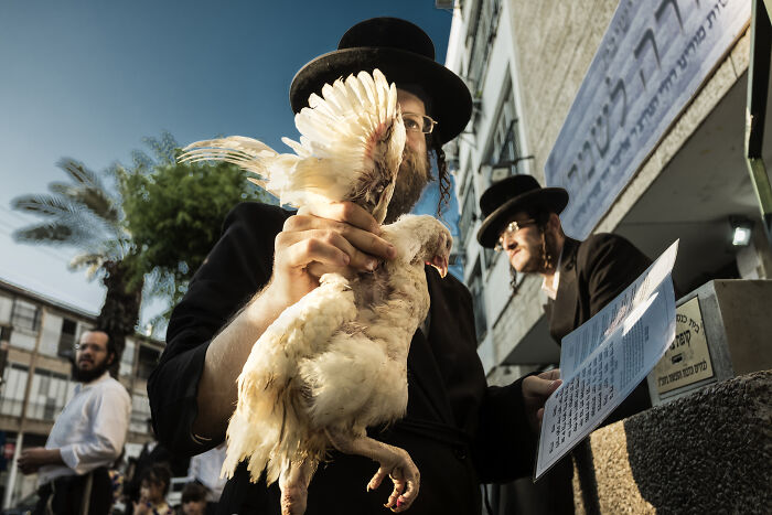 Kapparot By Orna Naor