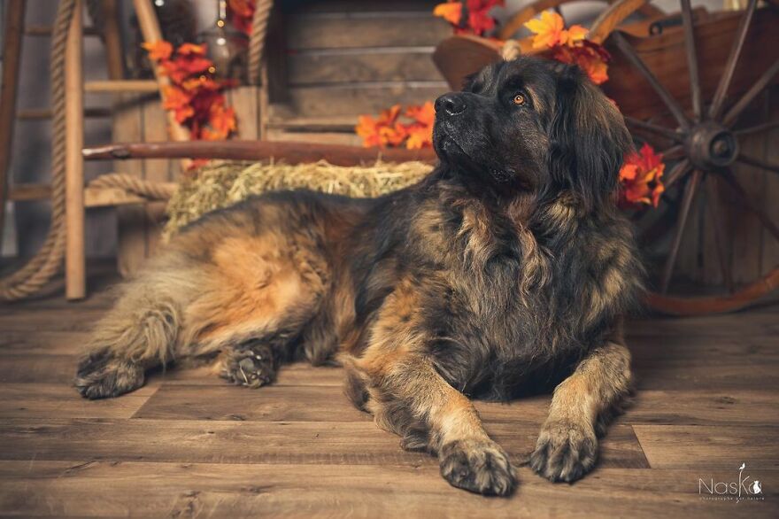 Our Animal Friends Celebrate Autumn In Photos