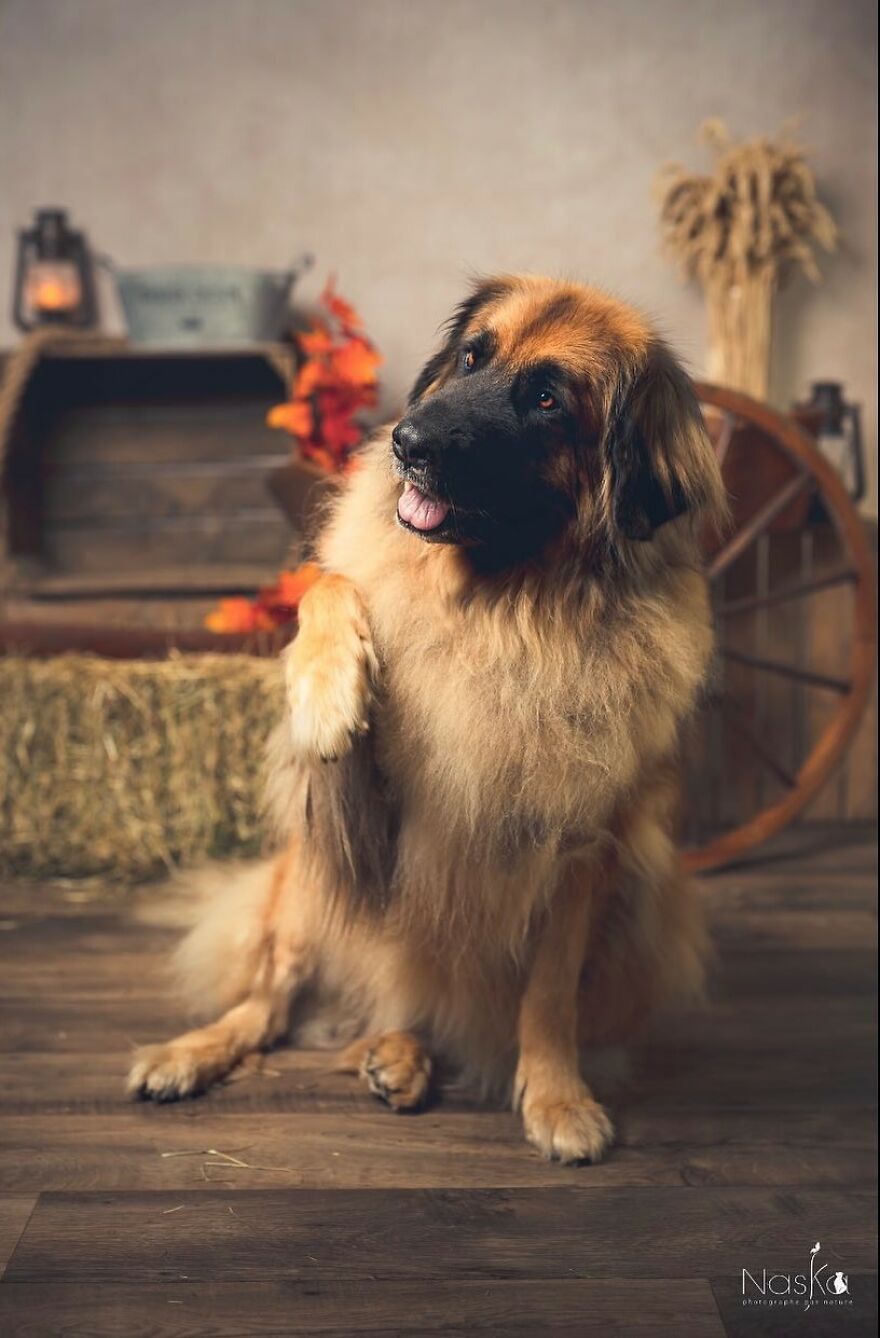 Our Animal Friends Celebrate Autumn In Photos