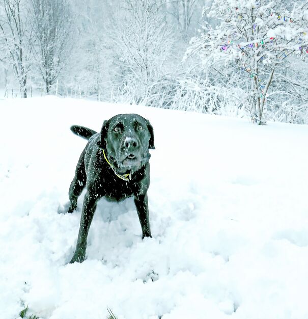 C'mon, Throw Another Snow Ball. I'll Catch It This Time!