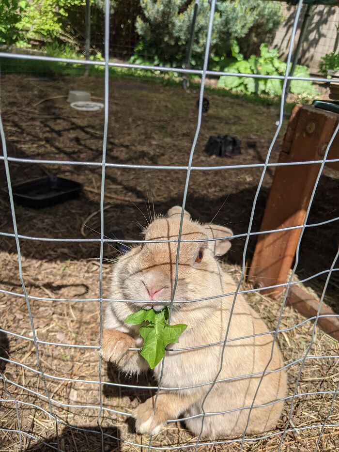 My Bunny, Potato She Unfortunately Had Leg Issues And Slowly Couldn't Walk And Her Old Owners Have Her Away, She Died June 2022