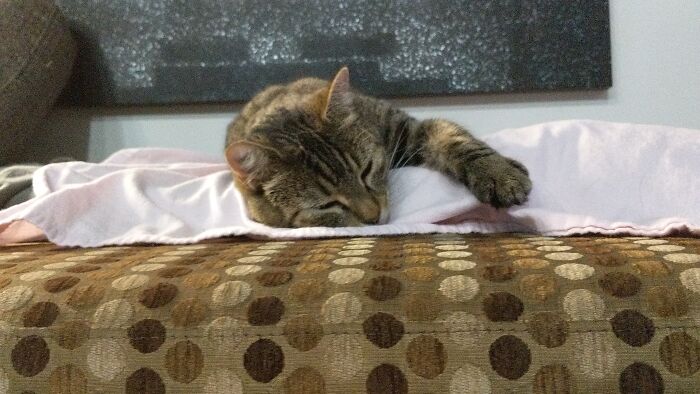 After A Long Hard Day Of Scratching The Couch, She Has Befriended It For The Next Day