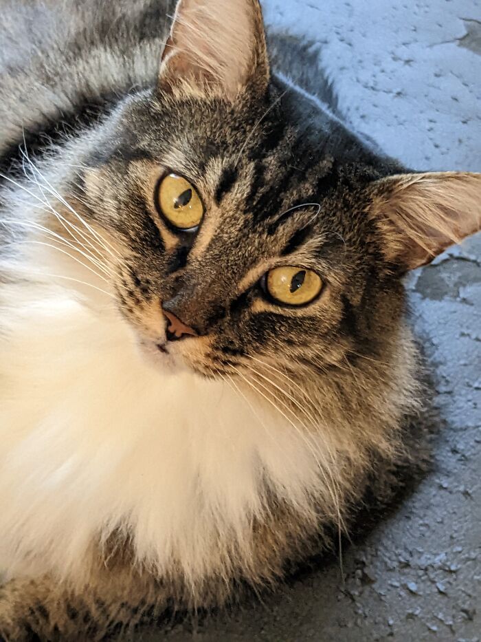 Tilley The Sleepy Fluff Cat