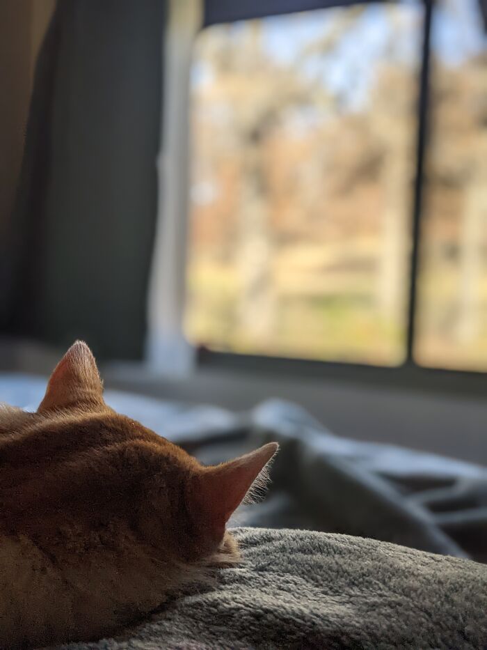 Phoebe On A Texas Fall Morning!