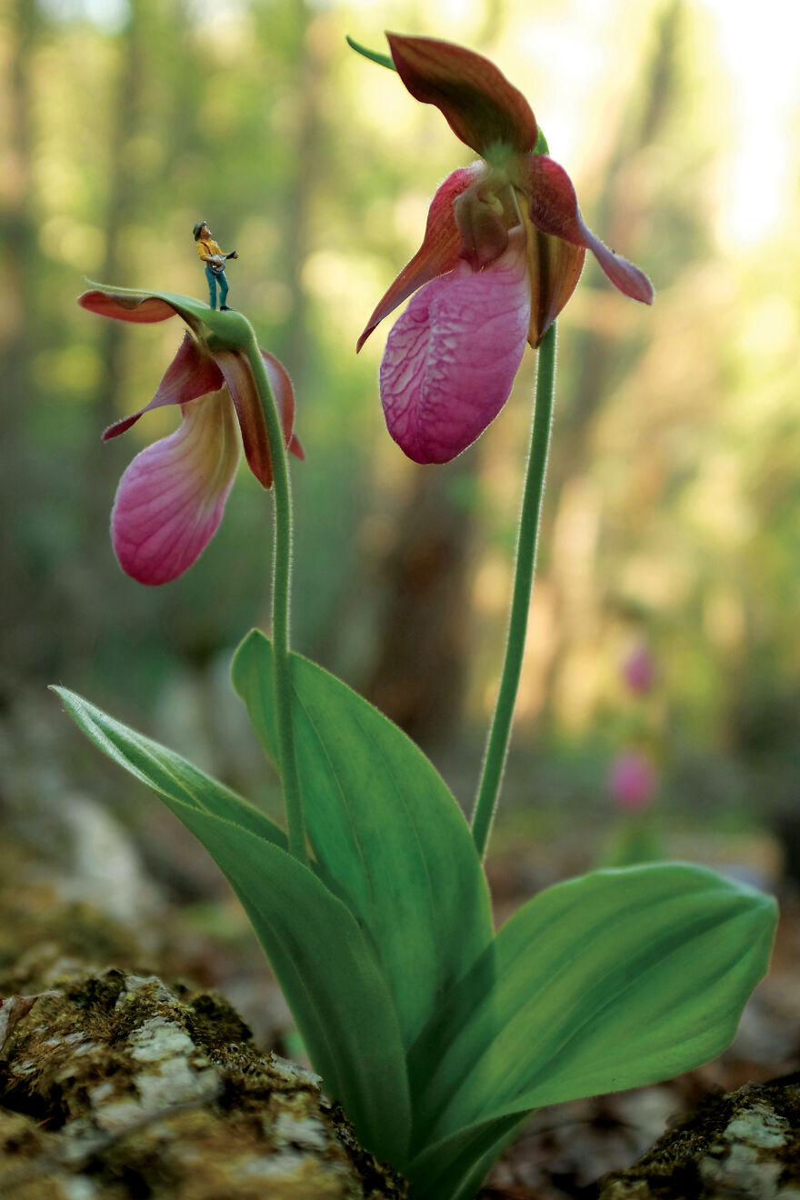 Pink Lady Slipper Jam Session