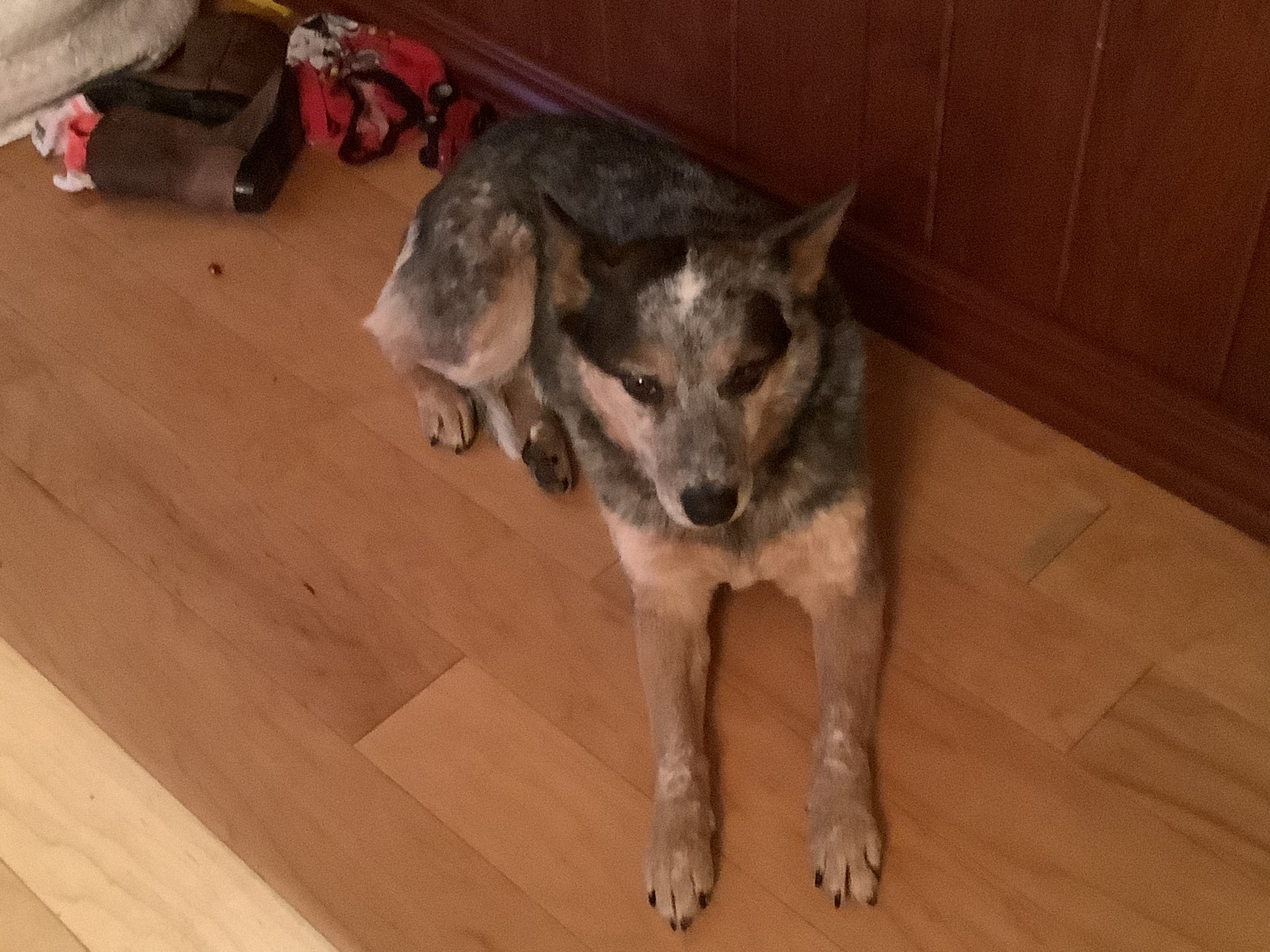 Post A Pic Of Your Heeler Or Dog