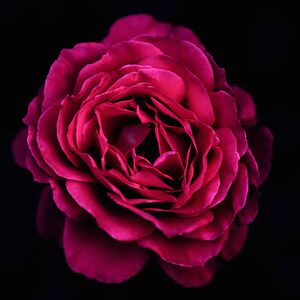 gabriellegg_lommers avatar