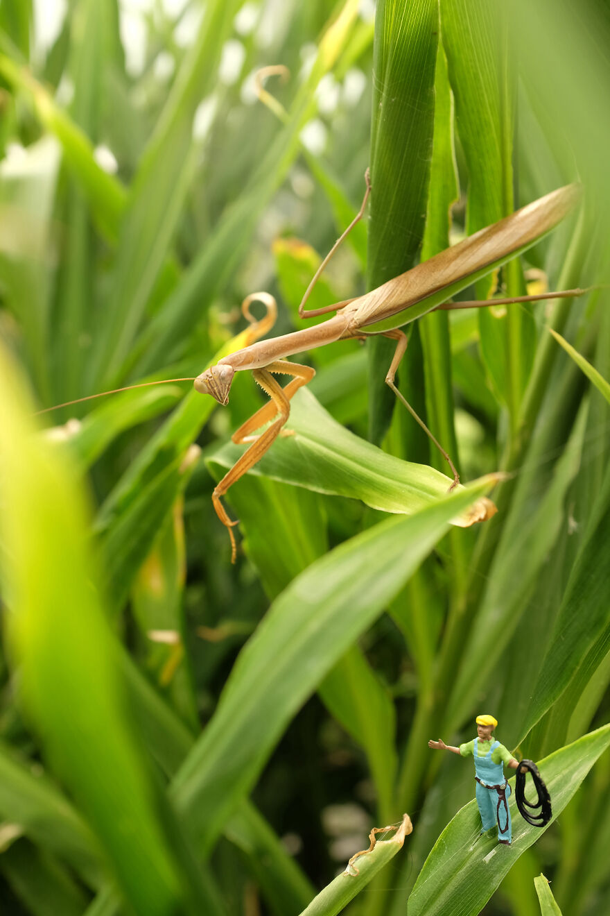 Praying Mantis Wrangler
