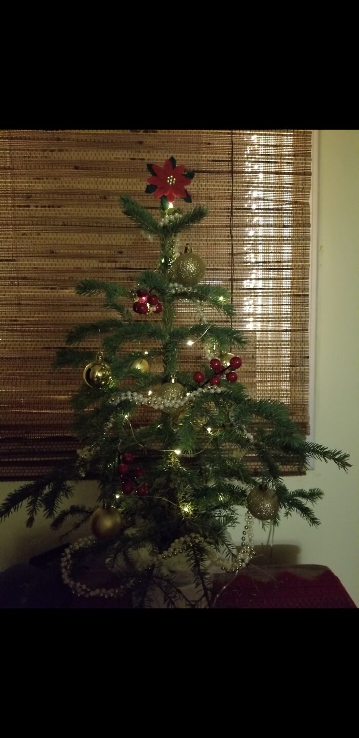 My Itty Bitty Tree 😊