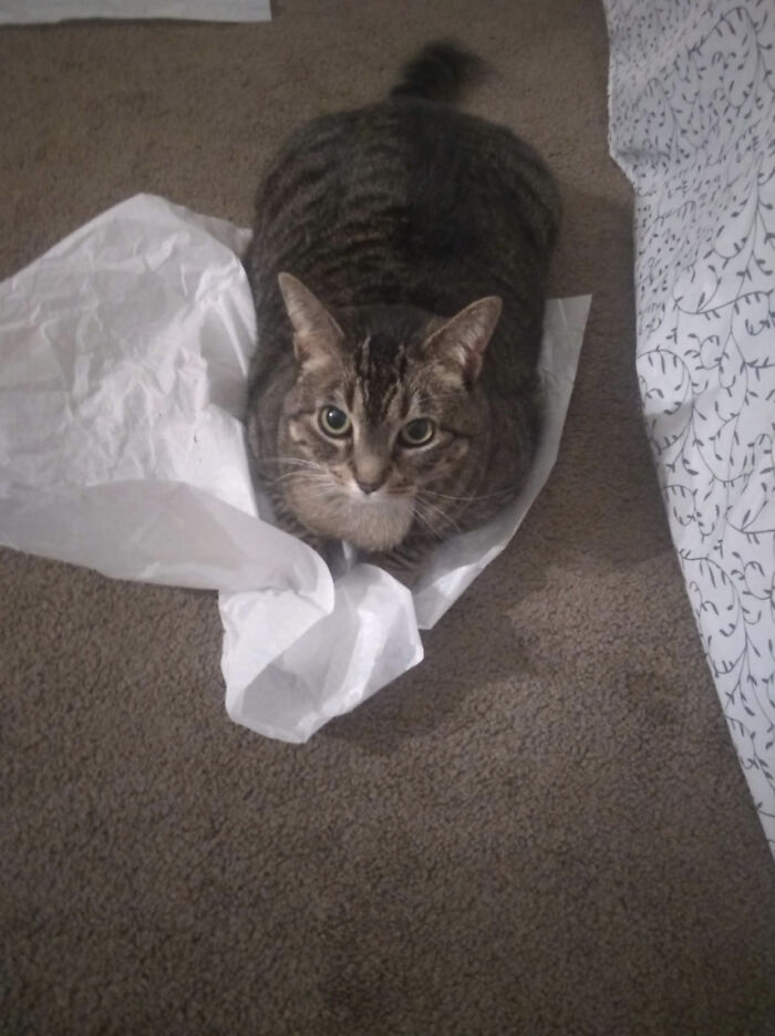 Princess, My Little Christmas Helper