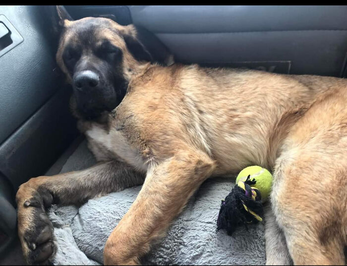 Rowlf - He Is The Sweetest Dog. My Boyfriend Says He Identifies As A Chihuahua